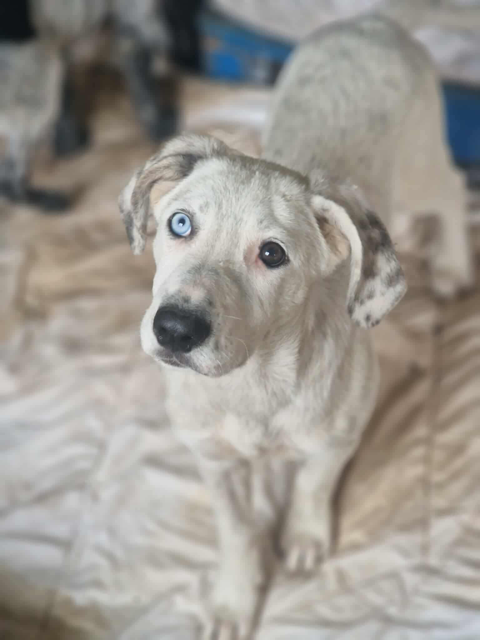 Rencontre avec le chien