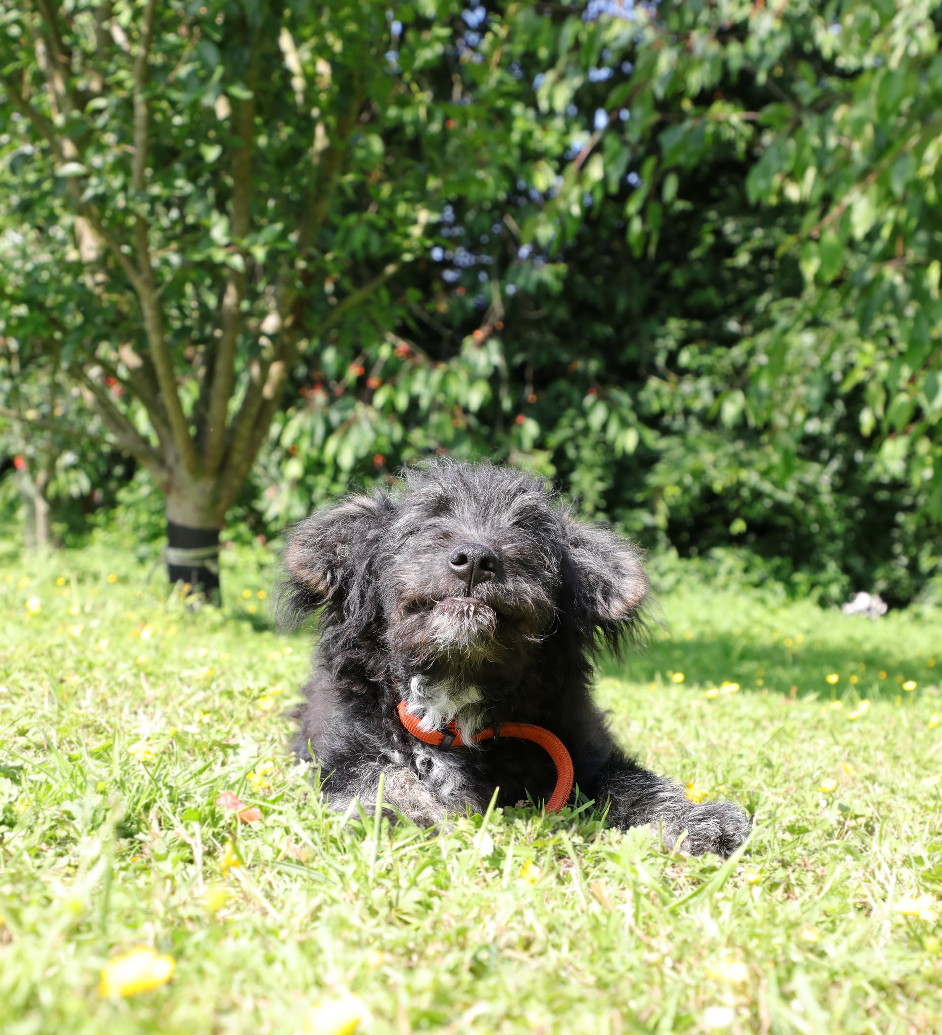 L’adoption — arrivée du chien