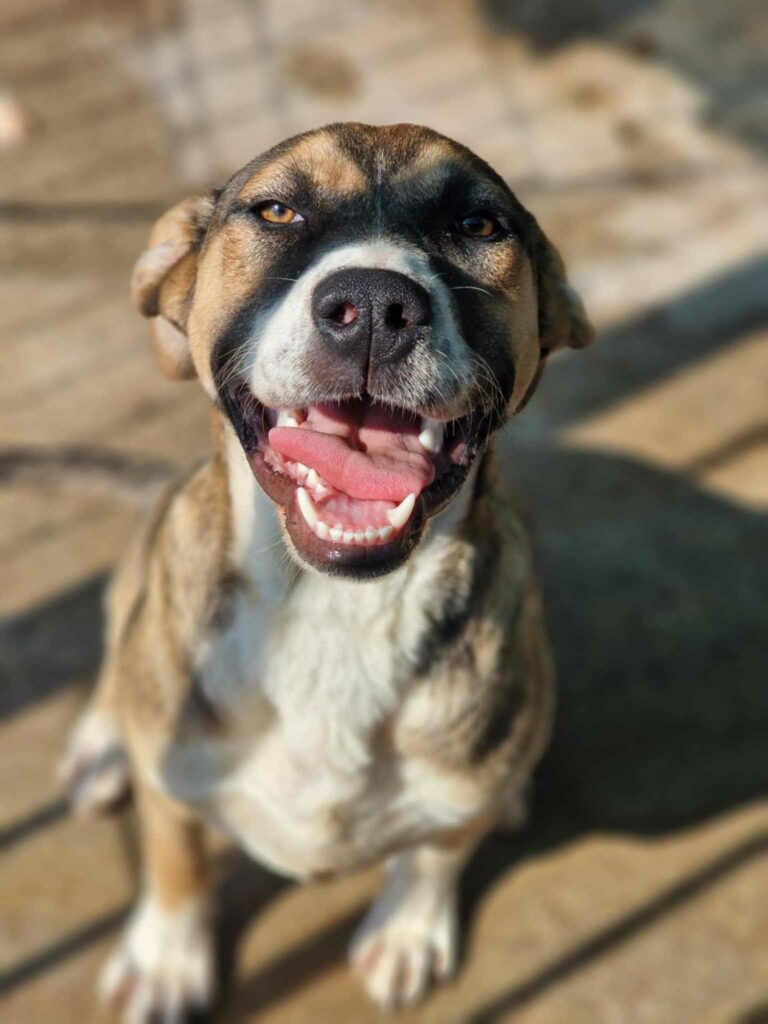 Daisy