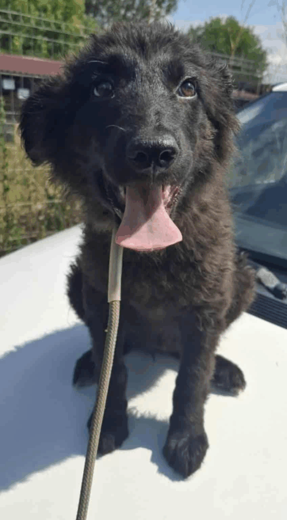 Zira