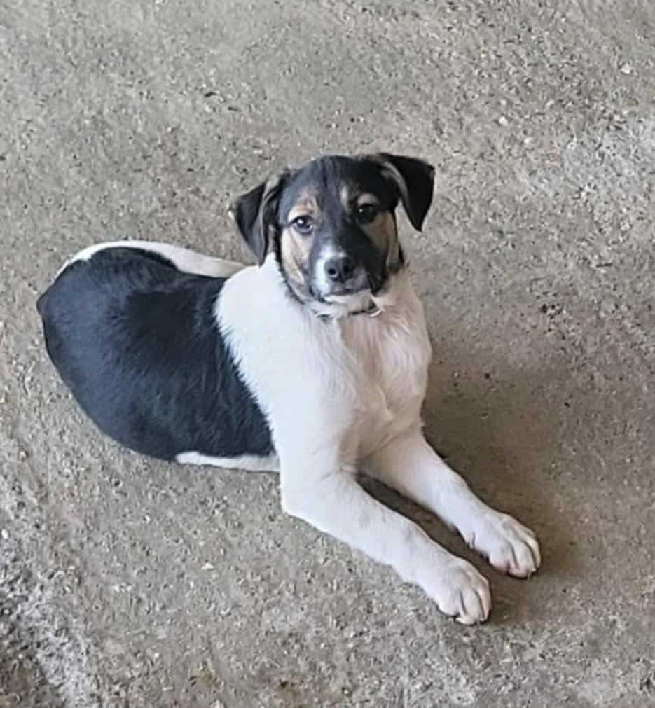 Ina