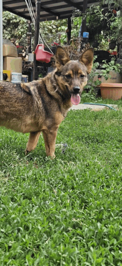 Scooby