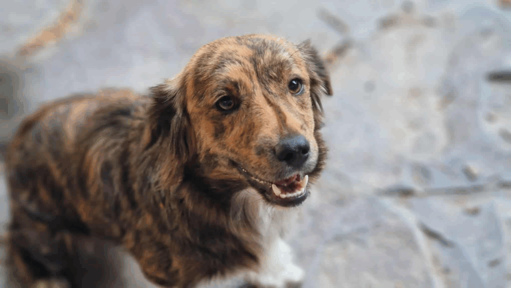 Doru