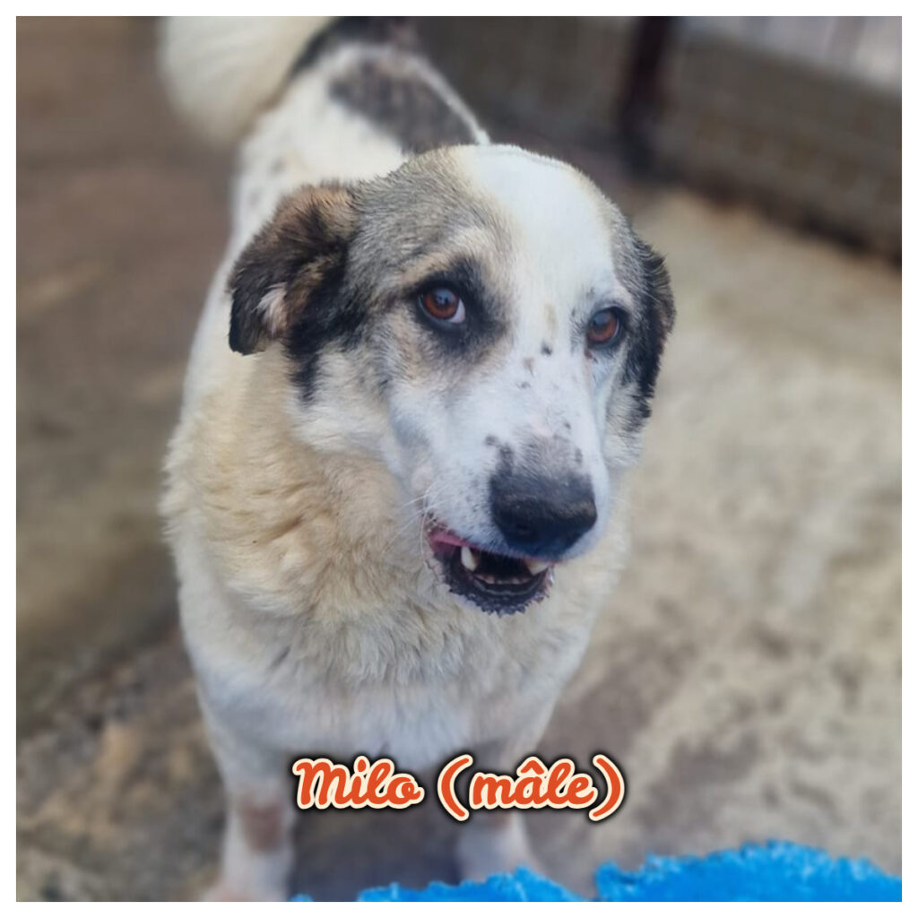 Milo